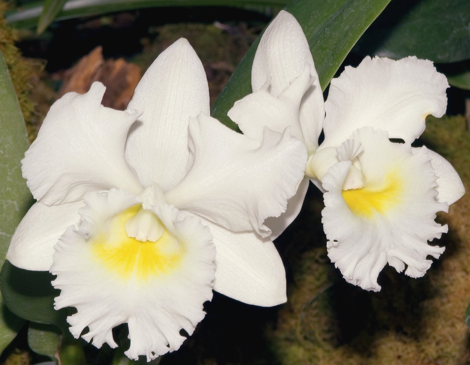 Orquídeas Cattleyas