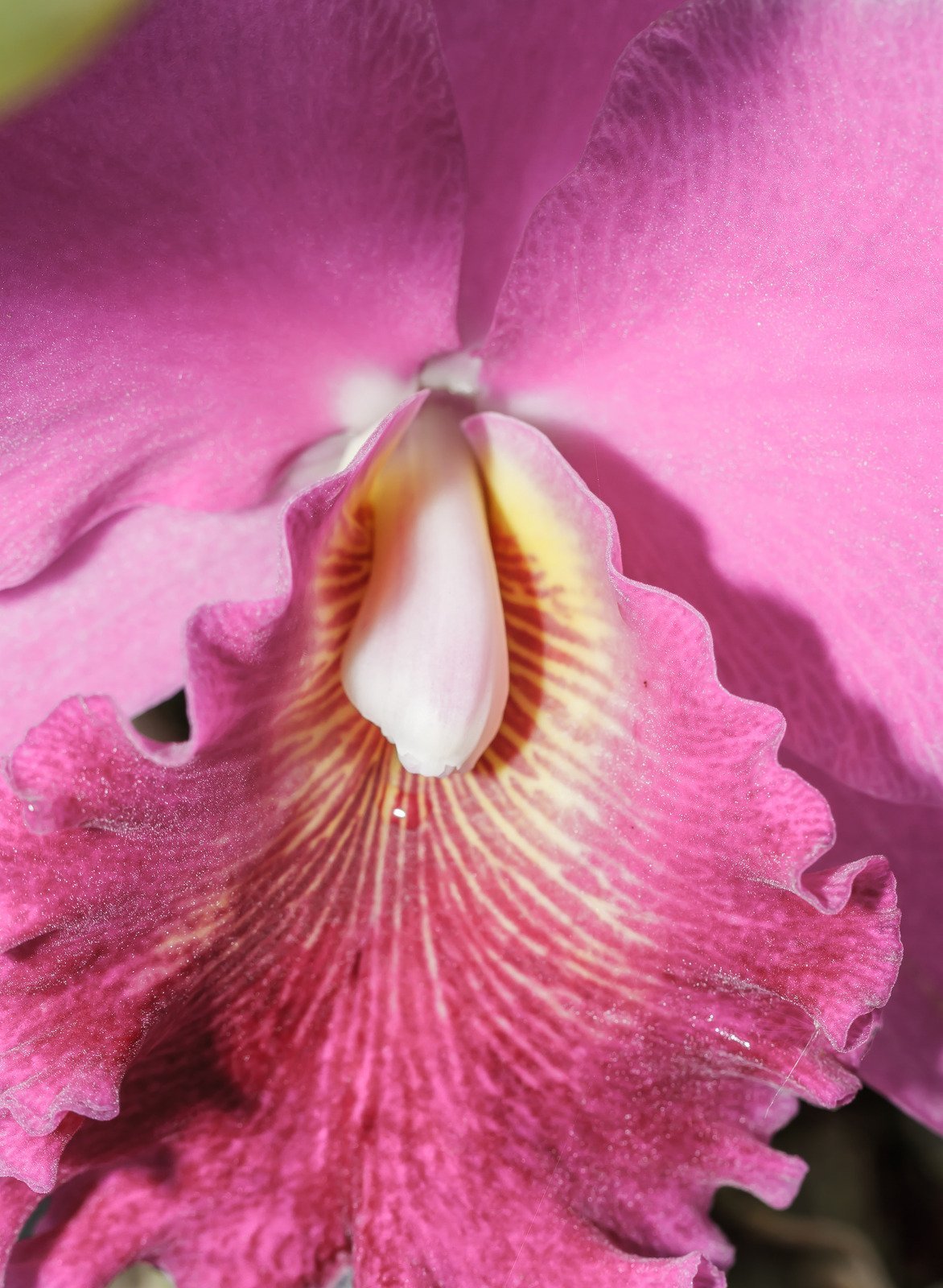 Orquídeas Cattleyas